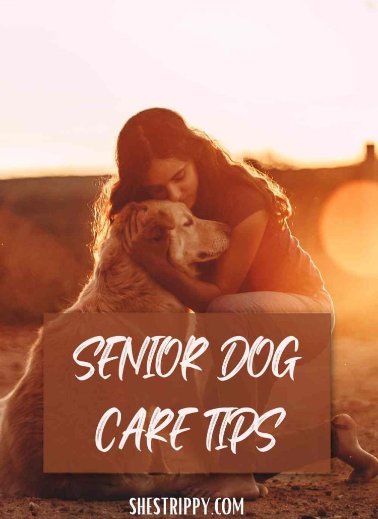 Senior Dog Care Tips