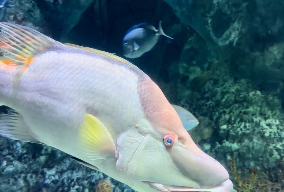 Albuquerque Balloon Fiesta new-mexico-balloon-festival-guide